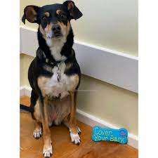 At mission veterinary hospital, we believe that quality veterinary care starts with relationships. Mission Pet Hospital Home Facebook