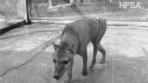 The tasmanian tiger is to australia what sasquatch is to north america—a creature that has often been sighted but never actually corralled, by deluded amateurs. Newly Released Film Offers Final Glimpse Of Extinct Tasmanian Tiger Offbeat News Sky News
