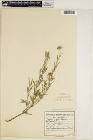 Image result for Geigeria schinzii