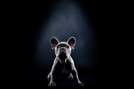 Photographing pets in a professional photography studio will give amazing results. Pet Animal Photography In Charleston Sc Mt Pleasant Sc West Ashley Sc King Fields Studios