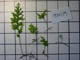 Image result for Polyphlebium