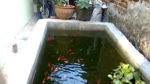 Memilih ukuran dan bentuk kolam. Budidaya Ikan Mas Di Lahan Sempit Youtube