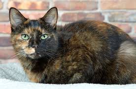 Torbie cats have what's called a tortietude a term coined by tortoiseshell cat owners. Tortoiseshell Cat Over 30 Fascinating Facts About Tortie Cats Tortoiseshell Cat Names Tortoise Shell Cat Cat Breeds