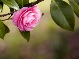 Camellia Flower Meaning Best Flower Wallpaper