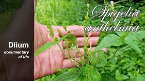 Image result for Spigelia anthelmia