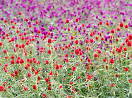 We did not find results for: 12 Best Annual Flowers For Full Sun