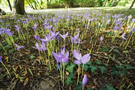 Image result for Afrosolen coeruleus