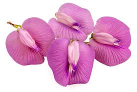 Image result for Centrosema pubescens