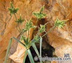 Image result for Cyperus sp.no.7