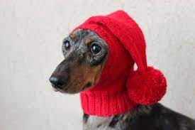 Knitting Pattern Small Dog Hat Dachshund Hat Mini Dachshund Etsy Dog Hat Wiener Dog Dog Clothes