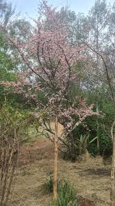 Image result for Coffea racemosa