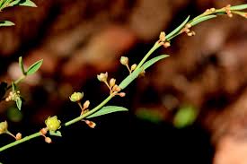 Image result for Phyllanthus pentandrus