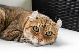 ‪10 Small Cat Breeds That Stay Tiny Forever | Chewy‬‏