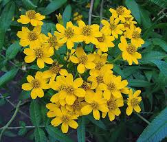 Image result for tagetes)
