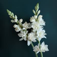 Image result for Polianthes tuberosa