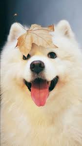 Pin By Pelin Aydogdu On Stikers In 2020 Cute Animals Animals Cute Dog Wallpaper