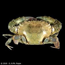 Image result for Blotiella crenata