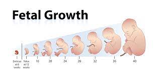 Slow Fetal Growth During Pregnancy Possible Reasons Risks And Diagnosis Being The Parent
