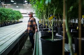 How a baby marijuana plant becomes a weed gummy