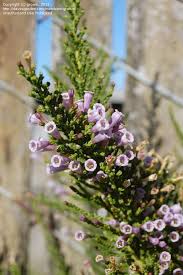 Image result for Fabiana imbricata