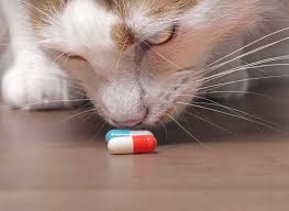 Gentamicin is fda approved and is safe for use in cats and dogs. Pet Poisoning No Your Dog Really Shouldn T Eat Chocolate