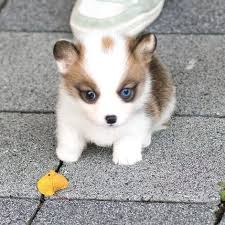In search of new homes with loving families. Pembroke Welsh Corgi Puppies For Sale Dickson Tn 312483