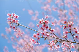 Image result for Prunus cerasoides