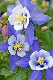 Pin On Flowers