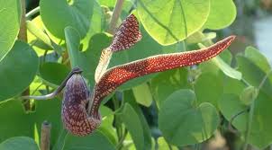 Image result for Aristolochia promissa