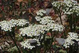 Achillea Millefolium Californica Yarrow With Hair Streak Achillea Achillea Millefolium Pollinator Garden
