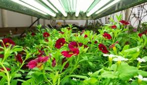 These fixtures incorporate the sun blaster t5 ho fluorescent fixture and the nanotech reflector to create a high output fixture. T5 Grow Lights A Guide And Recommended Products Grower Today