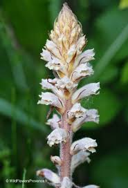 Image result for Orobanche