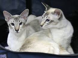 I don't own a cat right now but hope to in the future. Balinese Cat Breed Profile Metaphorical Platypus