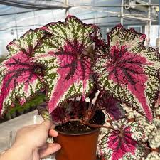 Image result for Begonia nyassensis