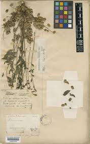 Image result for Smodingium