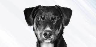 Why Do Dogs Wink At You Daily Dog Stuff