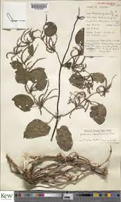 Image result for Dioscorea praehensilis