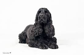 Image result for americký kokršpaněl