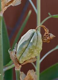 Allow the pods to dry on the plant, then collect them in a. Plant Patent Boon Bane Of The Happy Gardener Definition Controversy