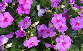 Quelles fleurs mettre en jardinière ? Impatiens Fleur Plante Culture Entretien