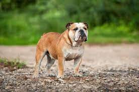 Their normal disposition is happy. Englische Bulldogge Hunderasse Mit Bild Info Temperament Charakteristiken Und Fakten