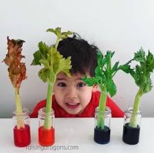 Maybe you would like to learn more about one of these? Celery Science Experiment Transpiration Ages 3 Raising Dragons