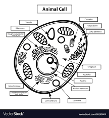 These are some pages that will help you to improve your concept. Black And White Plant Cell Today I Want To Show You How To Combine Cell Diagrams With Interactive Notetaking Fallinlovewithmybestfried