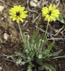 Image result for Pseudopodospermum hispanicum