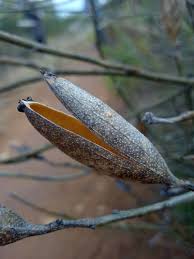 Image result for Montiniaceae