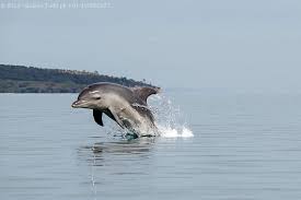 Timeline Photos Discover Tasmania Facebook Dolphins Sea Creatures Animals