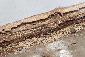 Take care termite & pest control services. Termite Control Tallapoosa Bremen Ga Wright Choice Pest Control Llc