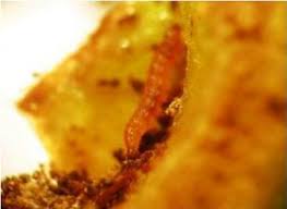 Pomegranate is a python package that implements fast and flexible probabilistic models ranging from individual probability distributions to compositional models such as bayesian networks. C Capitata Larva Inside Pomegranate Fruit September 2013 Download Scientific Diagram