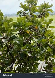 Image result for Terminalia bellirica