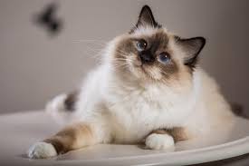 We cherish them as entertaining companions, and we love them deeply for the joy they bring to our lives. Top 10 Friendliest Cat Breeds Petguide